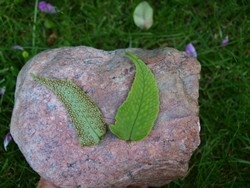 Website_Sommer_Farne_Sichelfarn_Sporen Tüpfelfieder (3).JPG