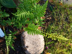 Website_Sommer_Farne_Streifenfarn_Trockenboden (8).JPG