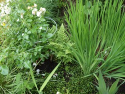 Website_Sommer_Farne_normaler Wurmfarn (9).JPG