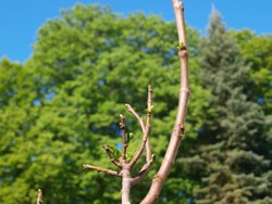 Website_Sommer_Feige_Austrieb im Frühjahr.JPG