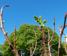 Website_Sommer_Feige_Austrieb im Mai20.JPG