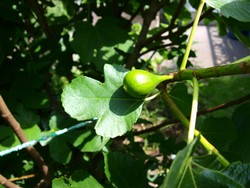 Website_Sommer_Feige_Frucht und Blatt.JPG