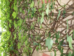 Website_Sommer_Feige_Spalier Insel Mainau_Mai19.JPG