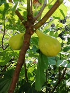 Website_Sommer_Feige_reife Früchte.jpg