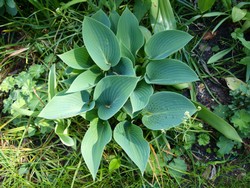 (2) Website_Sommer_Funkien_Mausohr.JPG