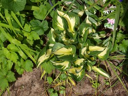 (3) Website_Sommer_Funkien_Whirlwind aufblätternd.JPG