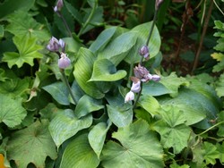 (4) Website_Sommer_Funkien_am Erblühen.JPG