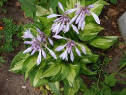 (5) Website_Sommer_Funkie Whirlwind erblüht.JPG