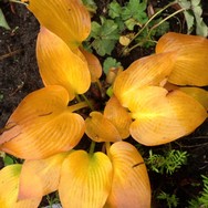 (6) Website_Sommer_Funkie_Herbstgold.JPG