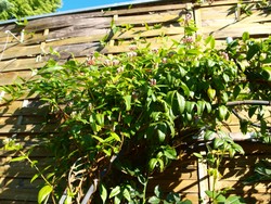 (1) Website_Sommer_Kletterer_Lonicera an Holzwand.JPG