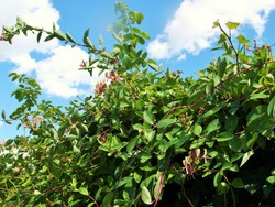 (2) Website_Sommer_Kletterer_Lonicera im Efeu.JPG