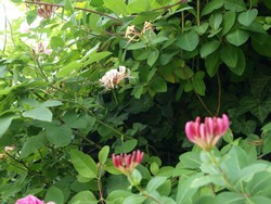 (3) Website_Sommer_Geißblatt_zwischen Efeuhecke.JPG