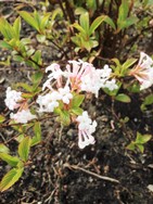 (10) Website_Winter_Einführtext_Duftschneeball mit Blüte und Blatt im März.JPG