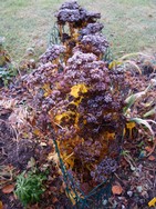 (11) Website_Winter_Einführtext_Große Fetthenne mit Dezember-Frostschmuck.JPG