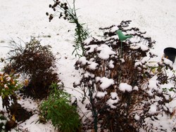 (11) Website_Winter_Einführtext_Große Fetthenne mit Januar-Winterschmuck.JPG