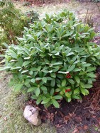 (12) Website_Winter_Einführtext_Skimmie im Dezember.JPG