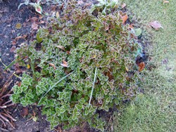 (13) Website_Winter_Einführtext_Immergrün Ilex Kleiner Strolch.JPG