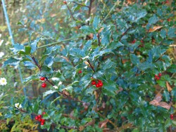 (13) Website_Winter_Einführtext_Immergrüne_Stechpalme.JPG