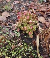 (15) Website_Winter_Bodendecker Bleiwurz im Dezember.JPG