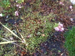 (16) Website_Winter_Einführtext_Kiwiknöterich mit Scheinhasel und Schneebeere.JPG