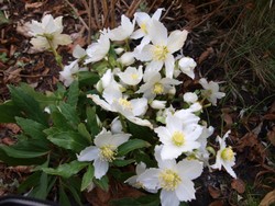 (17) Website_Winter_Einführtext_Christrose Ende Dezember.JPG