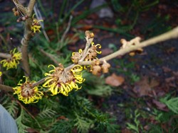 (18) Website_Winter_Einführtext_Hamamelis.JPG