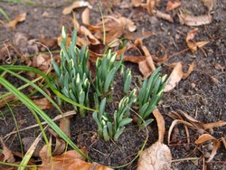 (2) Website_Winter_Einführtext_Schneeglöckchen.JPG