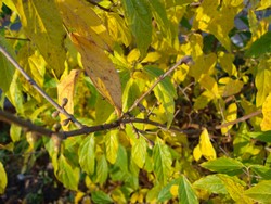 (20) Website_Winter_Einführtext_Winterblüte.JPG