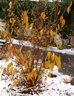 (20) Website_Winter_Einführungstext_Winterblüte mit Januarschnee.JPG
