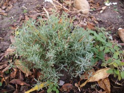 (21) Website_Winter_Einführungstext_Heiligenkraut mit Neuaustrieb Ende Dezember.JPG