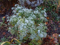 (22) Website_Winter_Einführtext_Kräuter Eberraute im Januar.JPG