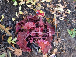 (24) Website_Winter_Einführtext_Purpurglöckchen.JPG