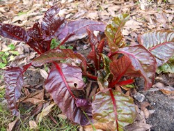 (25) Website_Winter_Einführtext_Mangold.JPG