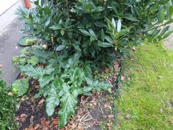 (3) Website_Winter_Einführtext_Aronstab im Januar.JPG