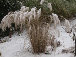 (30) Website_Winter_Einführtext_Schreckgespenst in Grasformation.JPG