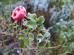 (4) Website_Winter_Einführtext_Rose mit Raureif im Dezember.JPG