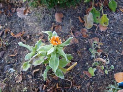 (5) Website_Winter_Einführtext_Ringelblume.JPG