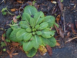 (6) Website_Winter_Einführtext_Primelrosette im Dezember.JPG