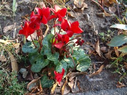 (8) Website_Winter_Einführtext_Alpenveilchen.JPG