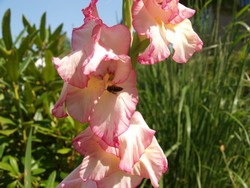 (10) Website_Sommer_Gladiole_Blüte mit Biene.JPG