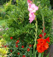 (11) Website_Sommer_Gladiole_als Duo im Sommerbeet.JPG
