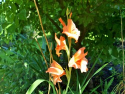 (13) Website_Sommer_Gladiolen_Byzantische Wilde Gladiole.JPG