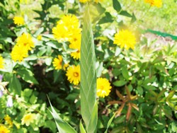 (2) Website_Sommer_Gladiole_Flechtarbeit Blüte vor Aufblühen.JPG