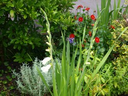 (3) Website_Sommer_Gladiole_am Aufbrechen.JPG