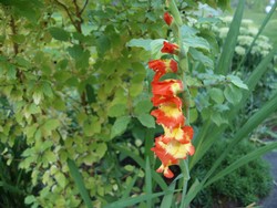 (4) Website_Sommer_Gladiole_zweifarbige Schönheit am Erblühen.JPG