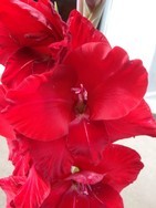(6) Website_Sommer_Gladiole_rote Schönheit.JPG