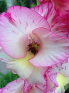 (7) Website_Sommer_Gladiolen_Hummel im Schlund.JPG