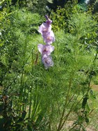 (8) Website_Sommer_Gladiole_Lila Sonnenschein.JPG