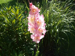 (9) Website_Sommer_Gladiole_transparente Schönheit.JPG