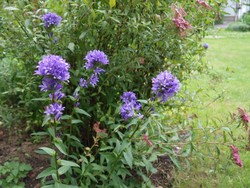 Knäuelglockenblume (2).JPG